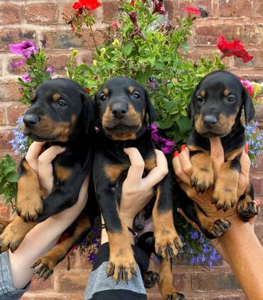 974 ads for count | lalafo.gr: Dobermans Puppies Fantastically bred Dobermans Puppies. a combination