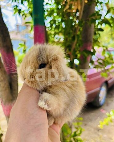 itlerin sekilleri: Salam🖐🏻. 🎁 ad günlerinde bayram ve xüsusi günlerde hediyye seçiminde