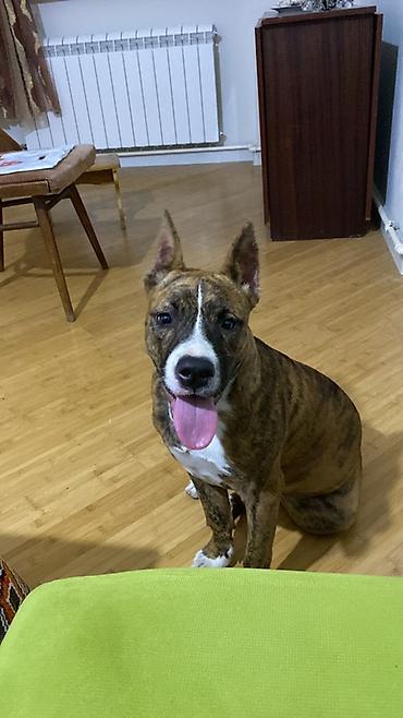 ləzgi iti: Pitbul, 6 ay, Dişi — 1