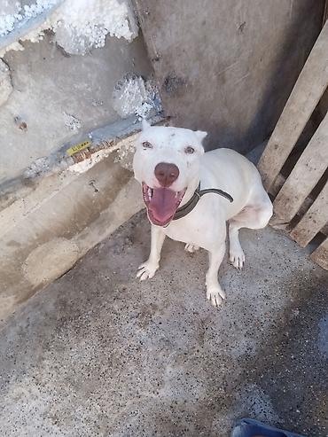qanqal itleri: Pitbul, 1 il, Dişi, Peyvəndli — 4