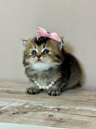 Pişiklər: Britan yastı qulaq, Erkək, Dişi, Yaxşı əllərə, Ünvandan götürmə, Pulsuz çatdırılma, Ödənişli çatdırılma — 25