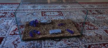 малёк рыбы: Прозрачный стеклянный аквариум прямоугольной формы, идеально
