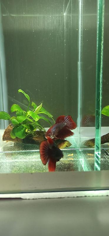 belamor balığı: Betta (Petuşok balığı), Yırtıcı — 1