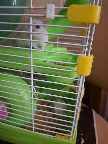Hamster və qəfəs dəsti - Növ: kiçik hamster (ağ rəng tonlarında) -