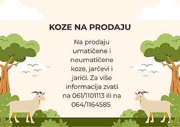 pekinezer mesanac: Koze na prodaju – umatičene i neuma­tičene. Dostupne su koze, jarčevi — 1