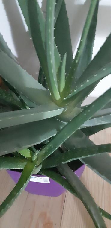 bars derman: 11 illik aloe.min bir derdin dermani — 3