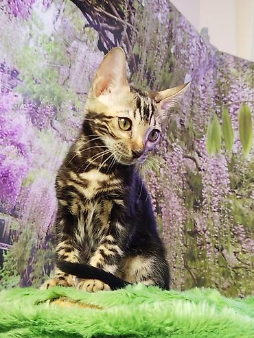 Продажа кошек: Бенгальская, 2 месяца, Мальчик, Черный, Приучена к лотку, Проглистована, С документами — 8