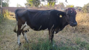 животные корова: Продаю | Корова (самка) | Алатауская | На забой, Для молока