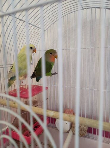 İtlər: Sarının cinsi erkək, yaşıl olan dişidir.
5-6 aylıqdır hər ikisi