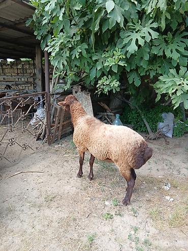 avcarka type 1: Salam damazdığ cins qoç satıram 2 yaşı var heyvanın.heyvan yaxşı — 8