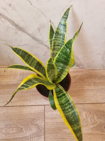 Филодендроны: Сциндапсусы,сансевиерии ва,алоказия,бегония макулата монстера — 22