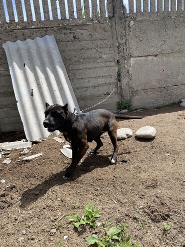 питбул собака: Продается Пит-буль сука 2 годаодин раз уже родила. Стоимость 8000