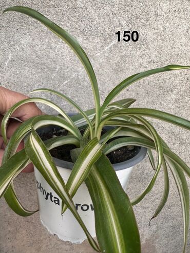 Другие комнатные растения: Комнатные растения. Домашние — 11