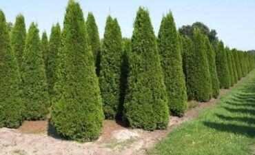 Toxumlar: Thuja toxumları, sərv, Arizona sərv, mavi thuja, qərb thuja və şərq — 20