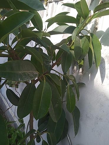 saxsı dibcək: Ficus elastica (rezin ağacı) – dekorativ otaq/terrasa bitkisi gözəl — 1