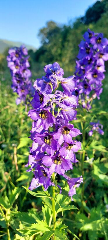 Bal: Müalicəvi Göyçay qaratikan balı 100% tam təbii baldır. Süzülmə bal — 18