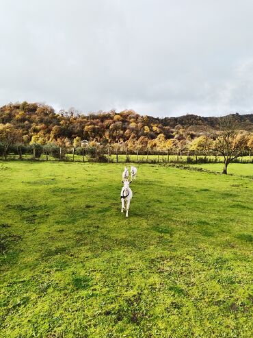 Keçi, çəpiş: Sanen keçiləri satılır. Çəkilisdə heç bir effekt istifadə edilməyib — 9