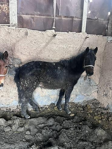 Лошади, кони: Продаю | Жеребенок | На забой — 7