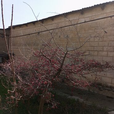 Torpaq sahələrinin satışı: 16 sot, Tikinti, Mülkiyyətçi, Kupça (Çıxarış) — 6