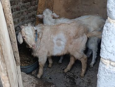 Козы, козлы: Продаю | Козёл (самец) — 6