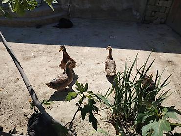 poni at satilir: 3 ördek 1 ri küke yatir 3 biyerde 50m yumurtalarda hediye real aliciya — 1