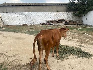 poni at satilir: Dana, buzov, Dişi, ay: 8, Damazlıq — 7