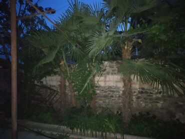dekorativ bitkilər: Təcili satılır 4 ədəd palma dekarativ ağacı cəmi 3500 AZN