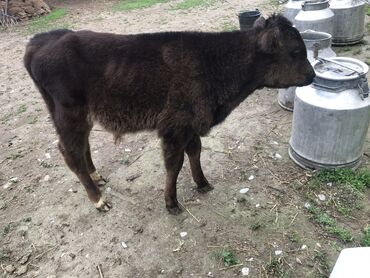 Другие животные: Продаю телёнок бык 1,5 месяцный