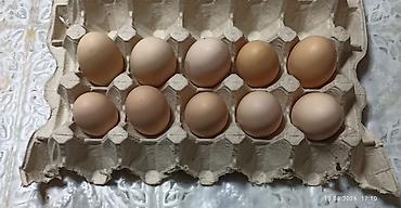 Яйца куринные, инкубационые
породы:Тоджон
