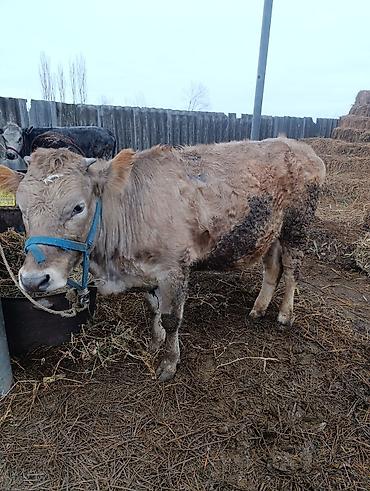 Коровы, быки: Продаю | Тёлка | На откорм, Для разведения — 6