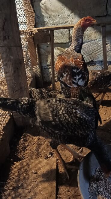 toyuq colpa: 4 dene heyratı pileymutlar biri xoruz ucu toyuq qurd dermanları