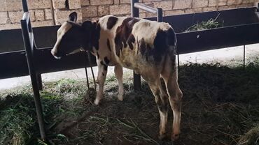 itlerin satsi: Dişi, Simental, il: 4, 650 kq, Damazlıq, Südlük lalafo.az -da itlerin satsi: Dişi, Simental, il: 4, 650 kq, Damazlıq, Südlük