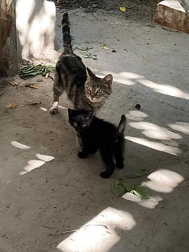 Животные: 🐾 Котята ищут добрые и любящие руки! 🐾 Отдаем очаровательных котят в — 3