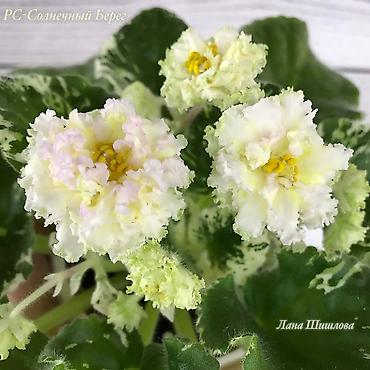 Фиалки и глоксинии: В продаже крупные детки и стартеры, взрослые сортовые фиалки, Отправка — 12