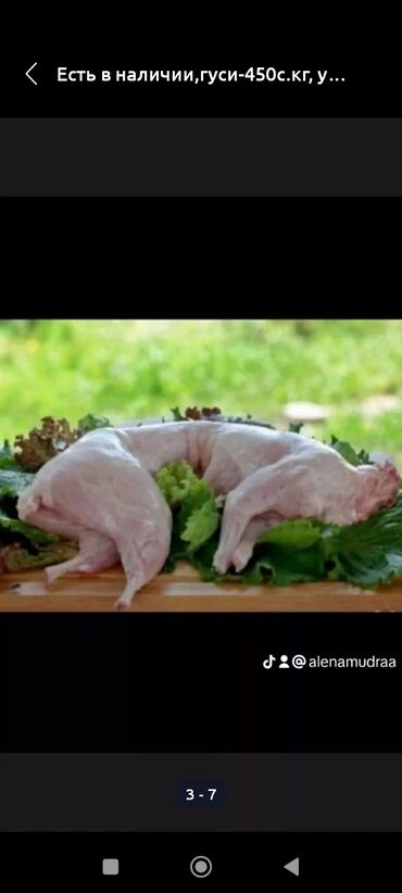мясо кролика цена за 1 кг: Гуси, утки куры, индюки, кролики.Птица домашняя,без ГМО выращенная