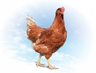 Куры, петухи: Продаю | Куры, Петух | Домашняя | На забой, Для разведения — 2