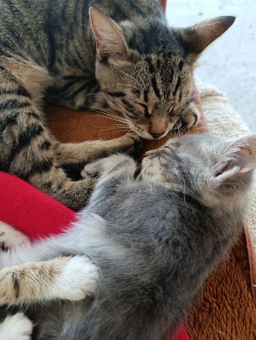 Pişiklər: Yaxşı əllərə — 6