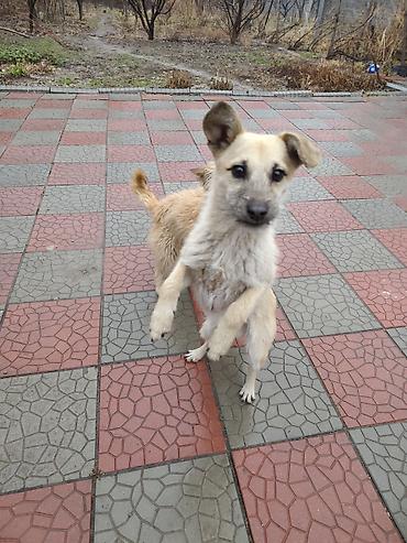 Продажа собак: 7 месяцев, Самец at lalafo.kg — 6 Продажа собак: 7 месяцев, Самец — 6