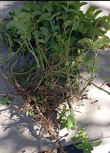 Көк чөптөр жана микро жашылчалар: ПРОДАЮ МЯТА С КОРНЯМИ Продаю мята (Марокканский сорт)с корнями. Могу — 10