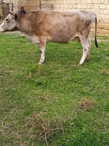 Inəklər, öküzlər: Salam südverən İNƏK. 6.7 LİTİR SÜD VERİR YAĞLI SÜDÜ VAR DİŞlİ CAVAN -da lalafo.az — 9 Inəklər, öküzlər: Salam südverən İNƏK. 6.7 LİTİR SÜD VERİR YAĞLI SÜDÜ VAR DİŞlİ CAVAN — 9