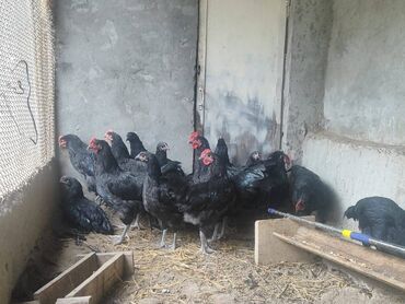 pişik ucun qum qabı: Avstralop Temiz Qan Avstralop Beçeleri satilir- 5 ed qalib