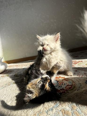 котенок: 1 месяц, Девочка, Приучена к лотку — 8