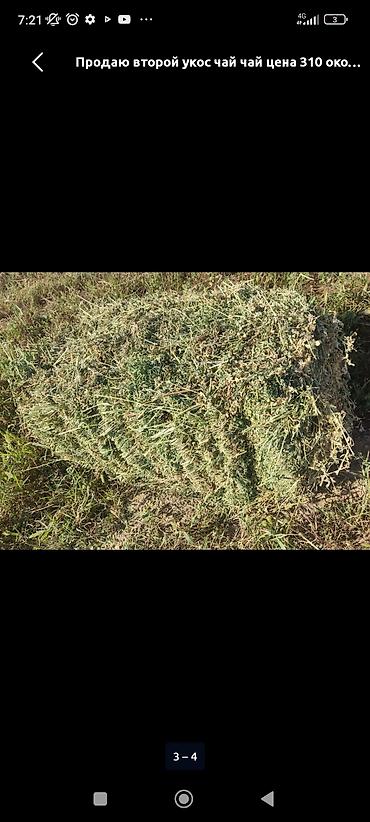 тюки первый укос: Сено в тюках — третый укос, люцерна. - Тип корма: люцерна — 2