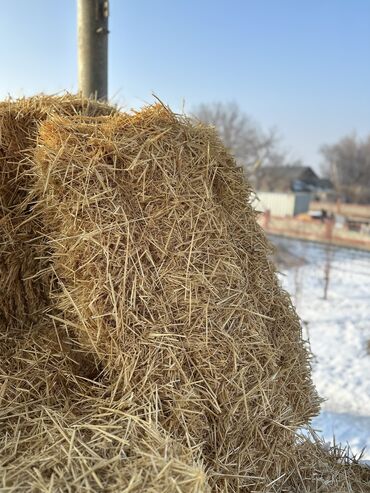 Корма для с/х животных: Продаю солому тюки плотные большие чистые без камышей. Арпа саман