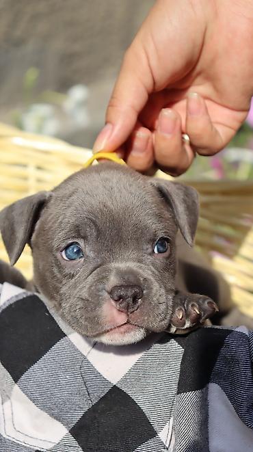 Продажа собак: Американский булли, 2 месяца, Самец — 18