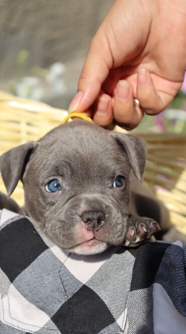 Продажа собак: Американский булли, 1 месяц, Самец, С родословной, С прививкой — 10