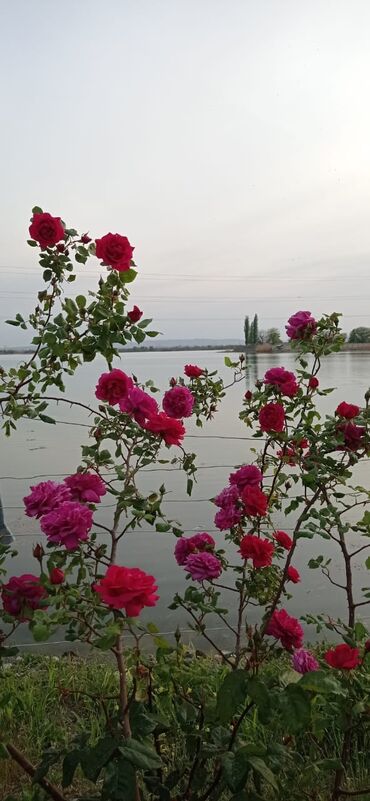 Torpaq sahələrinin satışı: 9 sot, Tikinti, Mülkiyyətçi, Kupça (Çıxarış) — 13