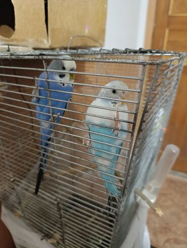 купить собаку овчарку: Волнистые попугаи 2 шт без клетки 1300