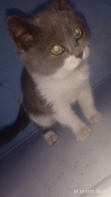 шотландская вислоухая длинношерстная кошка: Приму в добрые руки такого милого кошка или котонка у нас давно было