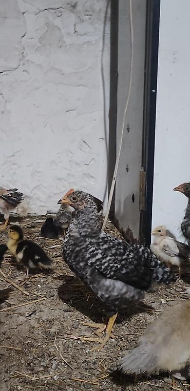 bakida cins ineklerin satisi: Toyuq cücələri, Damazlıq — 4